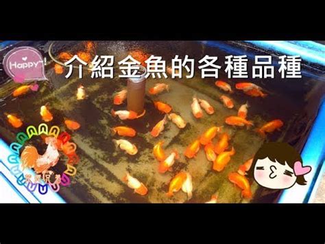 養金魚入門|新手養金魚入門必讀（一）